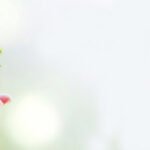 csr-banner